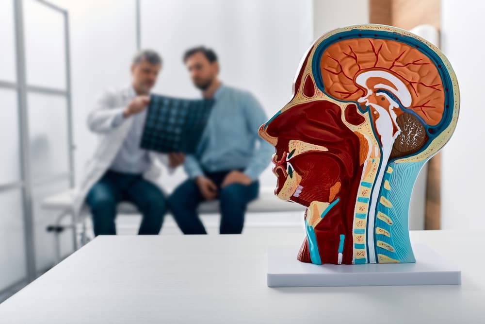 Anatomical model of the human head on a doctor's table, with a neurologist analyzing MRI scan results of a patient's brain in a medical clinic, focusing on brain diseases.